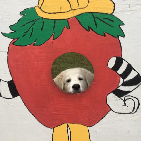 Meet your Posher, Bailey - Picture 1 of 1